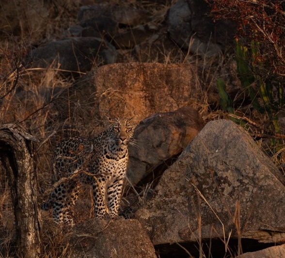 Sabi Sabi Viviane Ladner Golonyi Cub Rocky Outcrop Sabi Sabi Viviane Ladner Golonyi Cub Rocky Outcrop