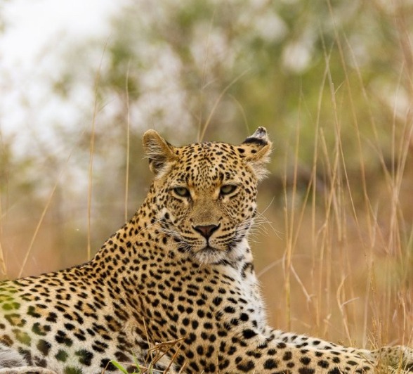 Sabi Sabi Jana Du Plessis Goloyni Cub Golden Grass Sabi Sabi Jana Du Plessis Goloyni Cub Golden Grass