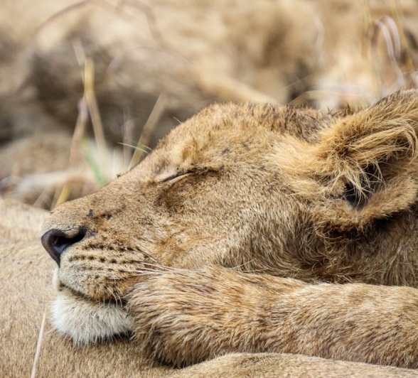 A musthlu cub rests on another member of the pride. A musthlu cub rests on another member of the pride.