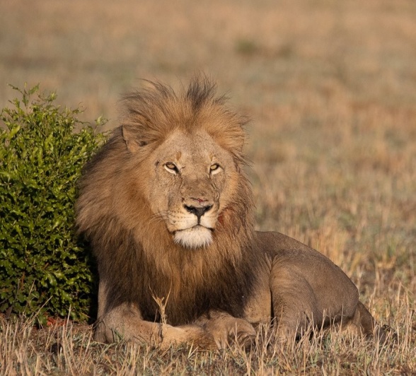 The dominant Gijima male lion. The dominant Gijima male lion.