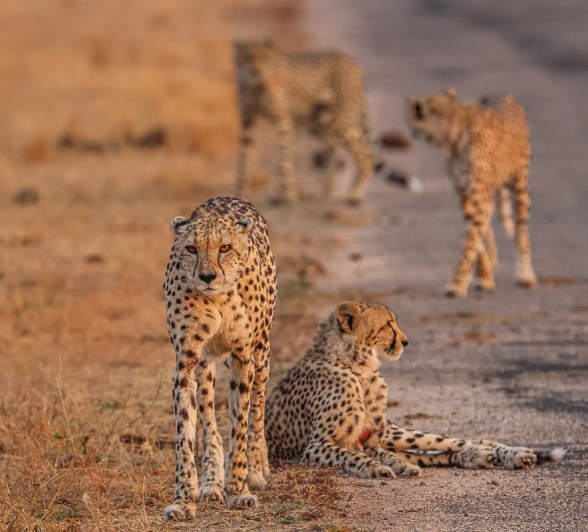Sabi Sabi Ruan Mey Cheetah Family