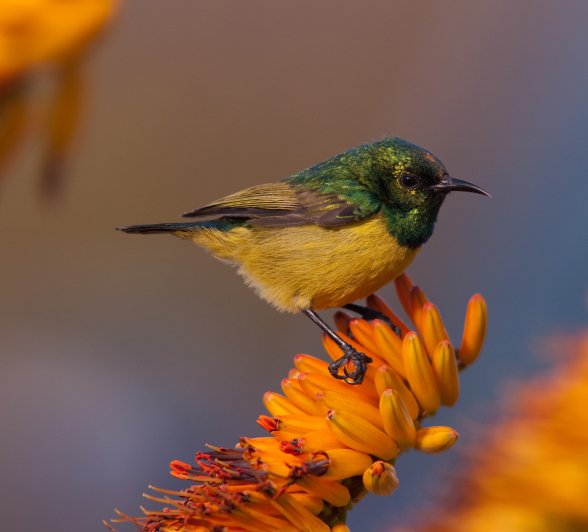 A collared sunbird stands on a flower stem