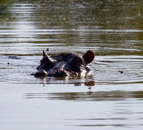 You might find that hippos are quite shy about showing their faces, and all that you will see is a pair of ears and eyes and a nose poking out of the water. You might find that hippos are quite shy about showing their faces, and all that you will see is a pair of ears and eyes and a nose poking out of the water.