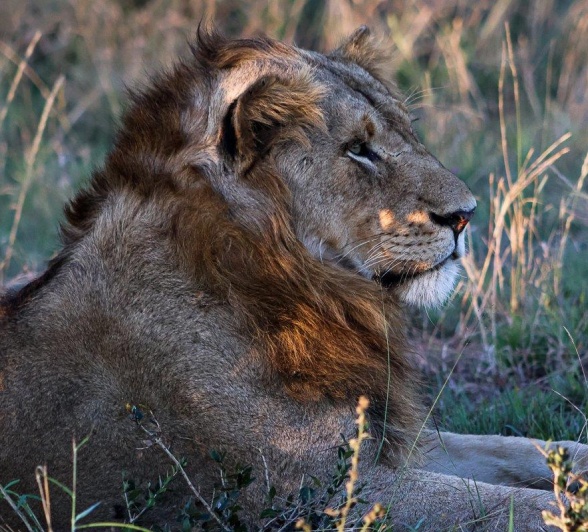 Kambula Male Lion Ruan Mey