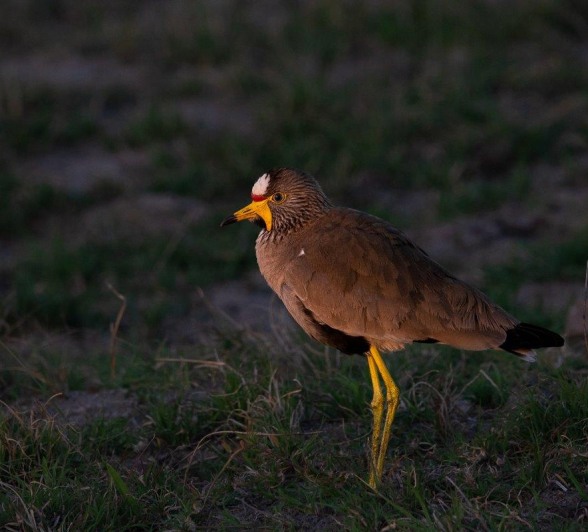 A Wattled Lapwing. A Wattled Lapwing.