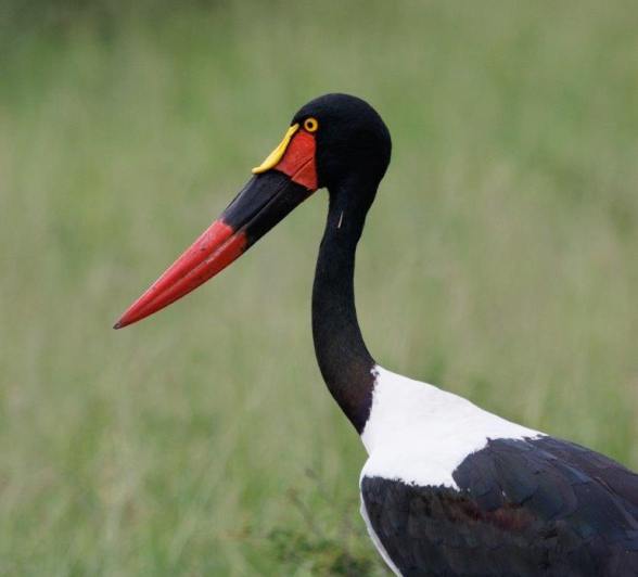 Spoon Billed Stork Devon Jansen Spoon Billed Stork Devon Jansen