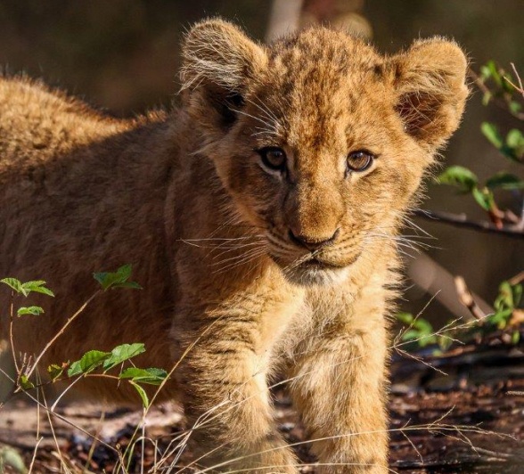 Immediately making us aware that all eight of them were on our reserve somewhere Immediately making us aware that all eight of them were on our reserve somewhere