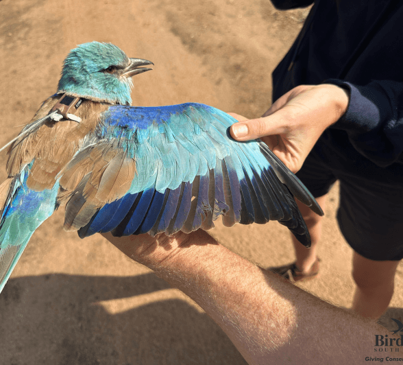 Sabi Sabi Private Game Reserve European Roller Wing