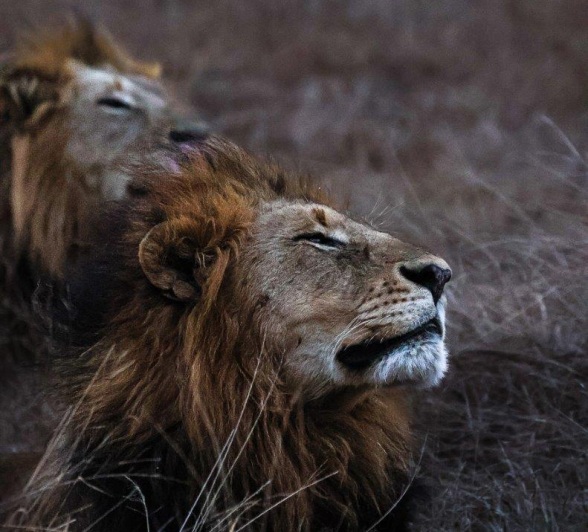 The two Gijima male lions resting during the heat of the day, conserving energy for the night.
