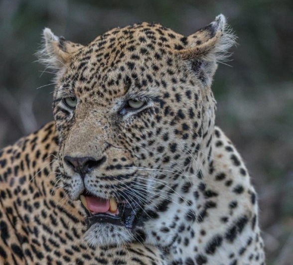 Sabi Sabi Ruan Mey Nweti Leopard