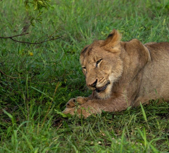 Sabi Sabi Franco Hay Msuthlu Lion Eats Zebra Sabi Sabi Franco Hay Msuthlu Lion Eats Zebra
