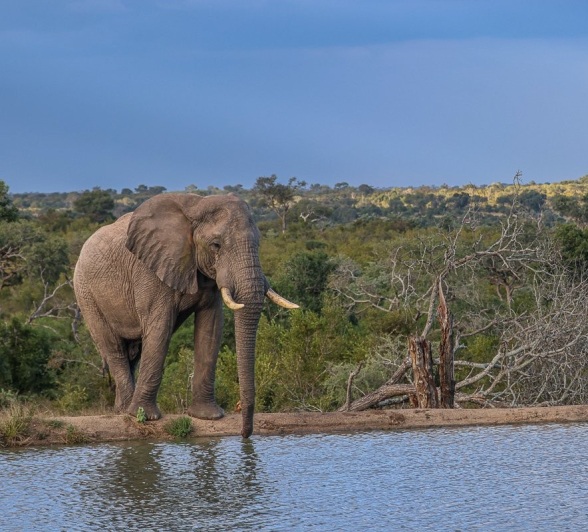 Sabi Sabi Ruan Mey Elephant Waterhole