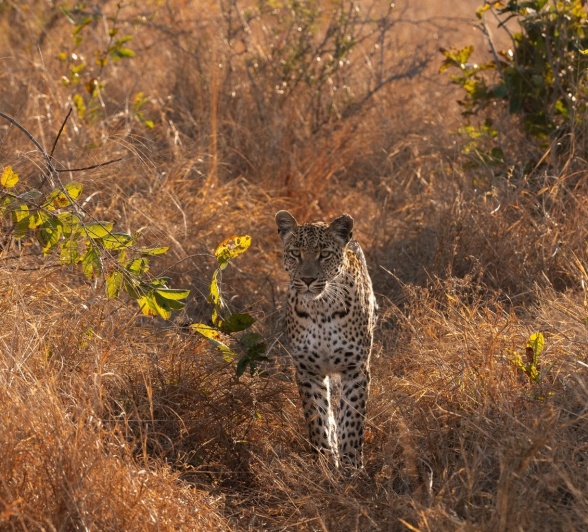 Golonyi spotted in the golden afternoon light. Golonyi spotted in the golden afternoon light.