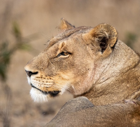 Sabi Sabi Ronald Mutero Msuthlu Lioness Sabi Sabi Ronald Mutero Msuthlu Lioness