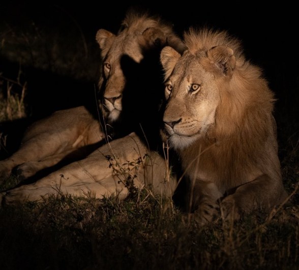 Two lions spotted together at night. Two lions spotted together at night.