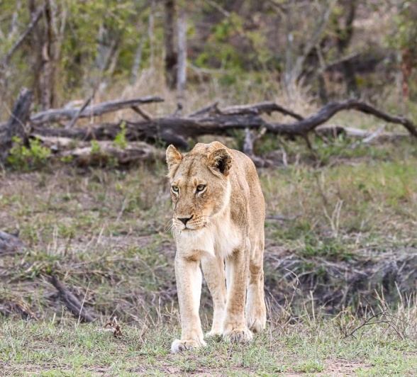Sabi Sabi Jana Du Plessis Lioness Kambula Walks