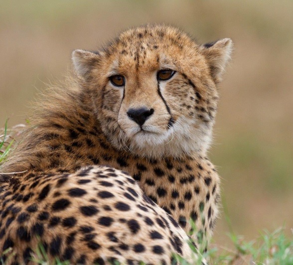 A41Dieter Lategan Cheetah 220523 01 1 Of 1