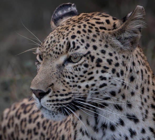 “That was the best safari of my life!” - JP van Rooyen “That was the best safari of my life!” - JP van Rooyen