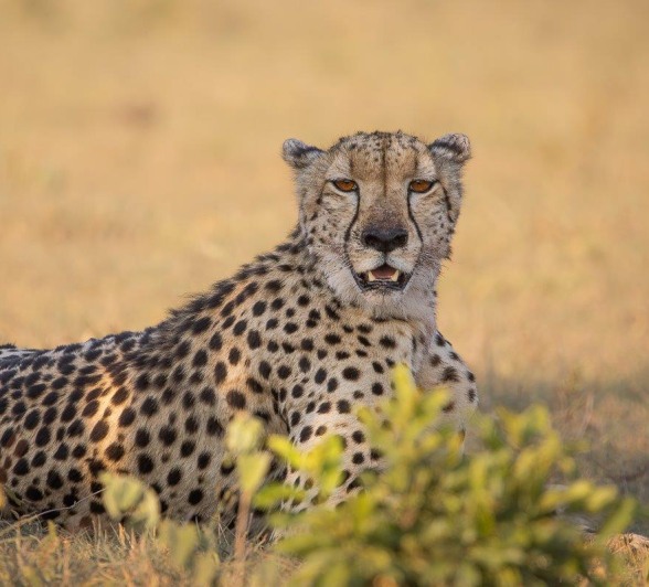 A female cheetah looks for the next meal for her and her cubs. A female cheetah looks for the next meal for her and her cubs.