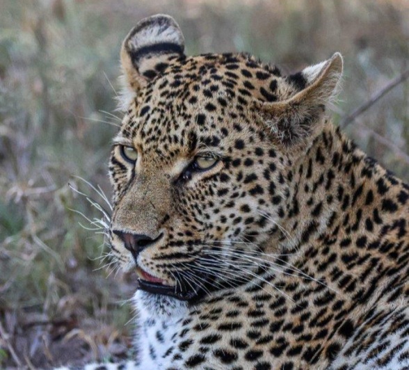 This male is the son of Ntsumi female. This male is the son of Ntsumi female.