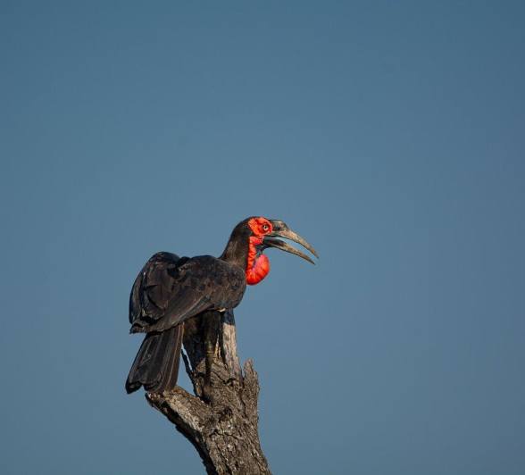 A Southern ground hornbill, its large bill ready to crack open the shells of tortoises or catch small prey.