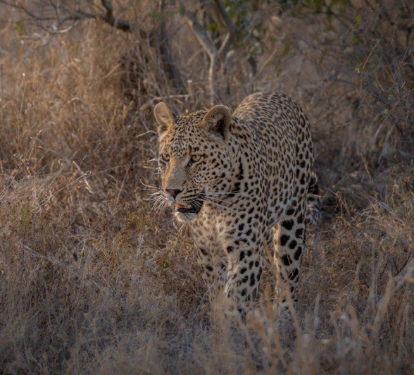 Sabi Sabi Devon Jansen Nottins Male Sabi Sabi Devon Jansen Nottins Male