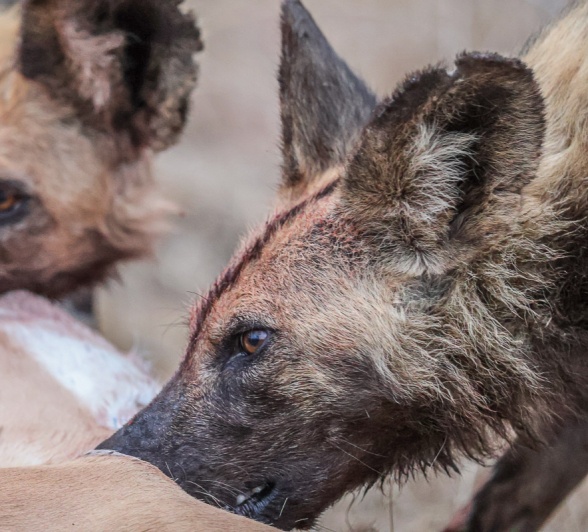 Sabi Sabi Ruan Mey Wilddogs Feeding Sabi Sabi Ruan Mey Wilddogs Feeding