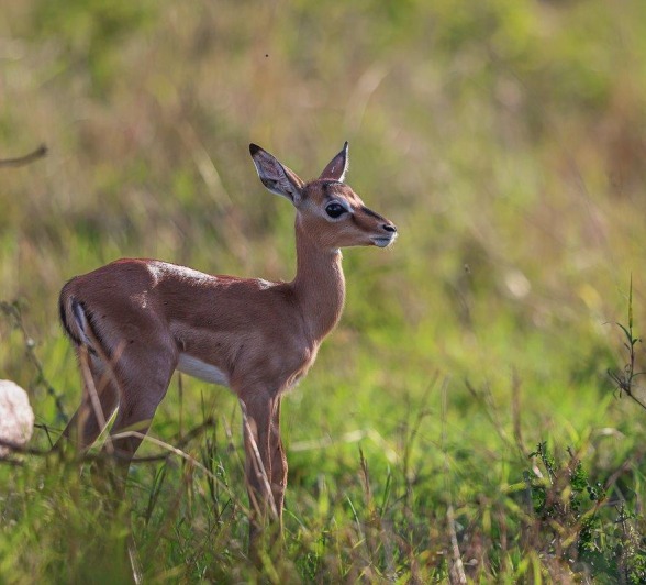 Sabi Sabi Ruan Mey Impala Newborn Sabi Sabi Ruan Mey Impala Newborn