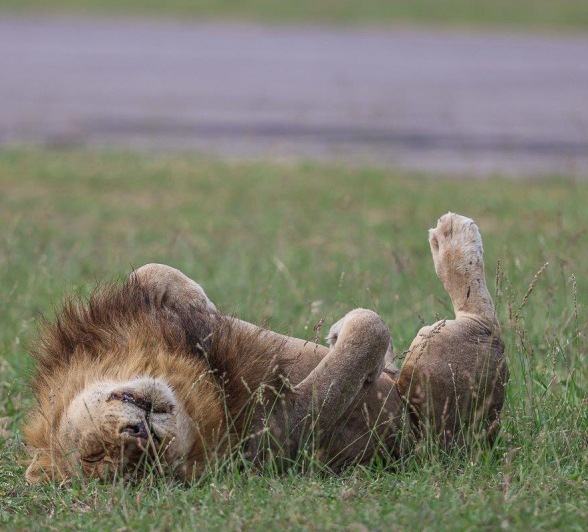 Sabi Sabi Ruan Mey Male Lion Rolls In Grass