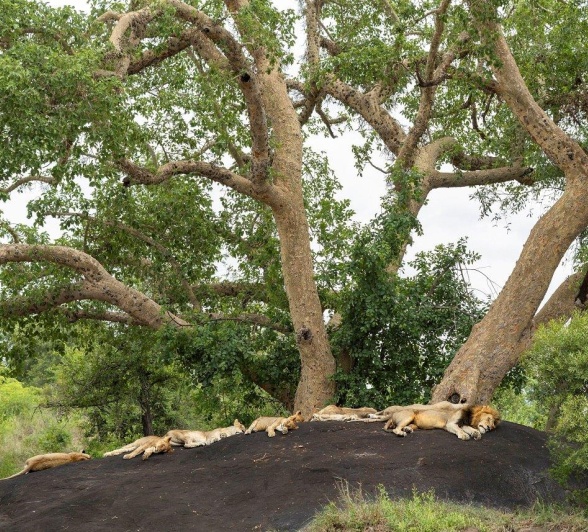 Sabi Sabi Benjamin Loon Lions Sleeping