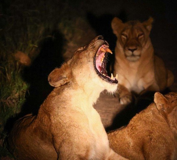 Sabi Sabi Ruan Mey Southern Pride Member Roars Sabi Sabi Ruan Mey Southern Pride Member Roars