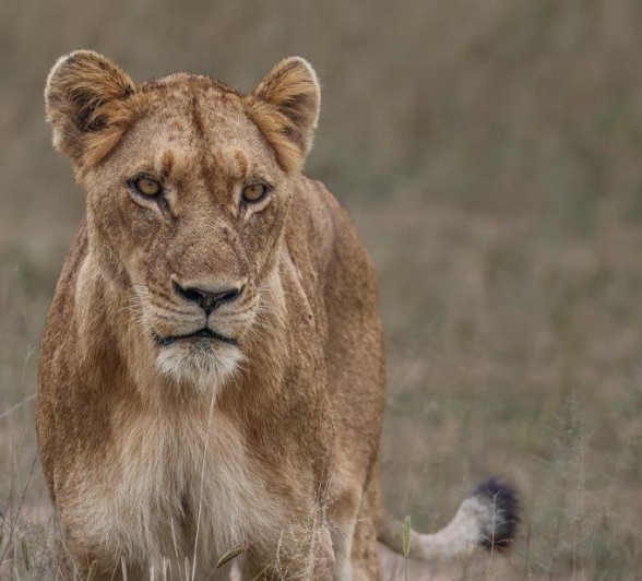 Sabi Sabi Ruan Mey Southern Pride Member Close Up