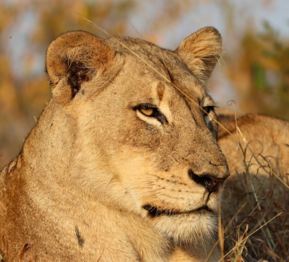 Sabi Sabi Jan Nel Msuthlu Lioness Sabi Sabi Jan Nel Msuthlu Lioness
