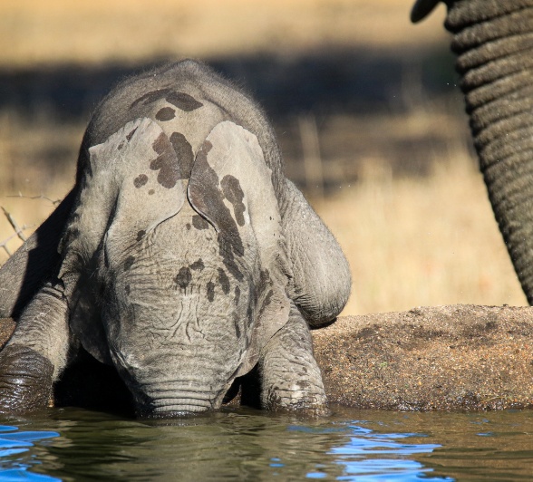 A young elephant drinks from a waterhole.