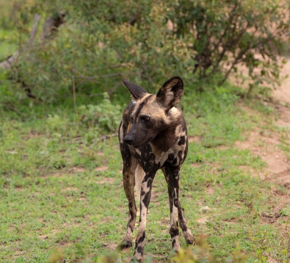 Sabi Sabi Viviane Ladner Wild Dog In Veld