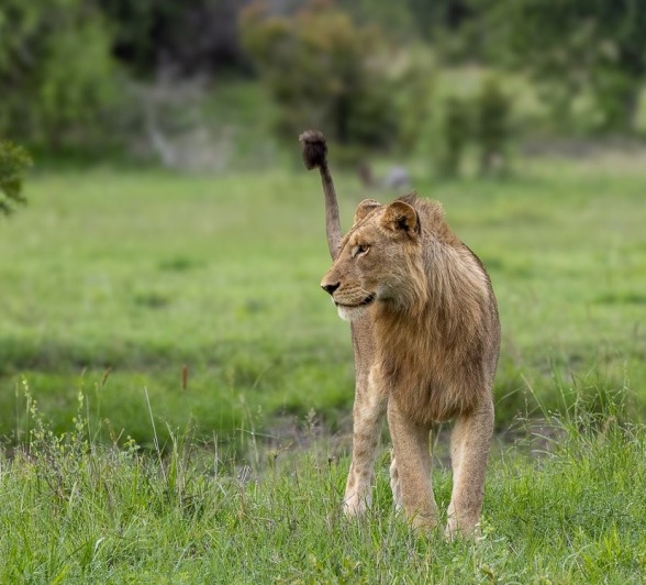 Sabi Sabi Ronald Mutero Msuthlu Lion