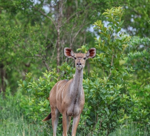 Sabi Sabi Ruan Mey Kudu