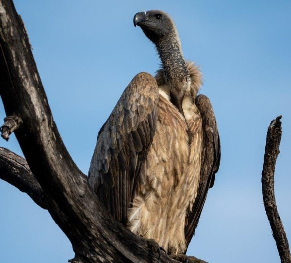 A White-backed Vulture scans the area. 