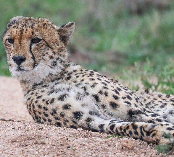 One of two male cheetahs within this coalition.