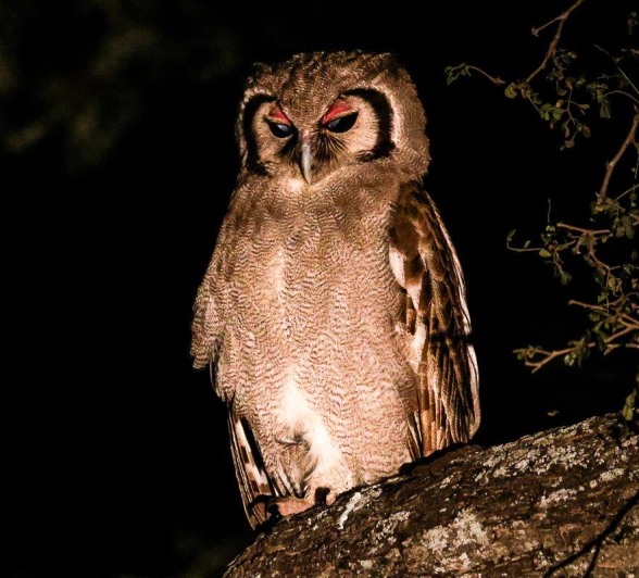 Verreaux Eagle Owl Perched Ruan Mey