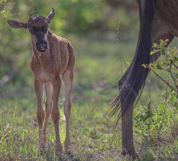 Sabi Sabi Ruan Mey Newborn Gnu Gets Comfortable Sabi Sabi Ruan Mey Newborn Gnu Gets Comfortable