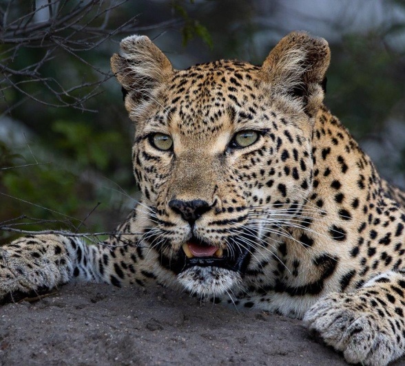 Sabi Sabi Ronald Mutero Ntsumi Female Leopard