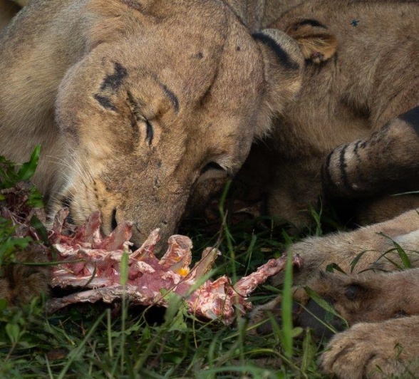Sabi Sabi Franco Hay Msuthlu Eats Sabi Sabi Franco Hay Msuthlu Eats
