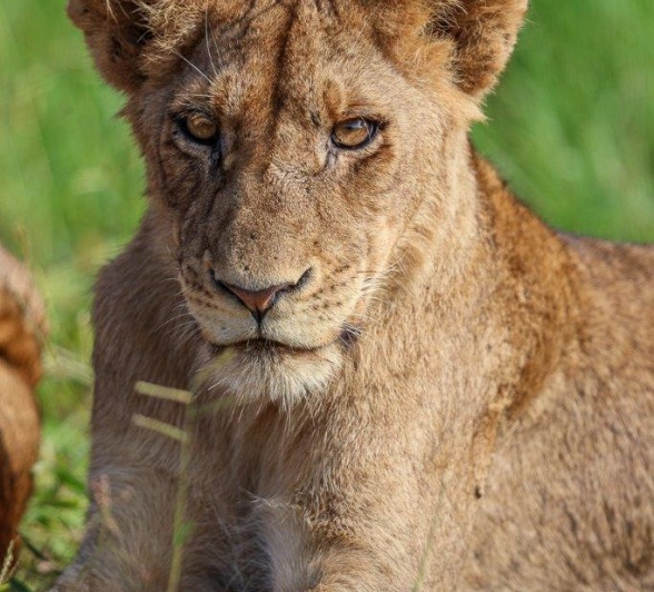 Sabi Sabi Ruan Mey Southern Pride Portrait Sabi Sabi Ruan Mey Southern Pride Portrait