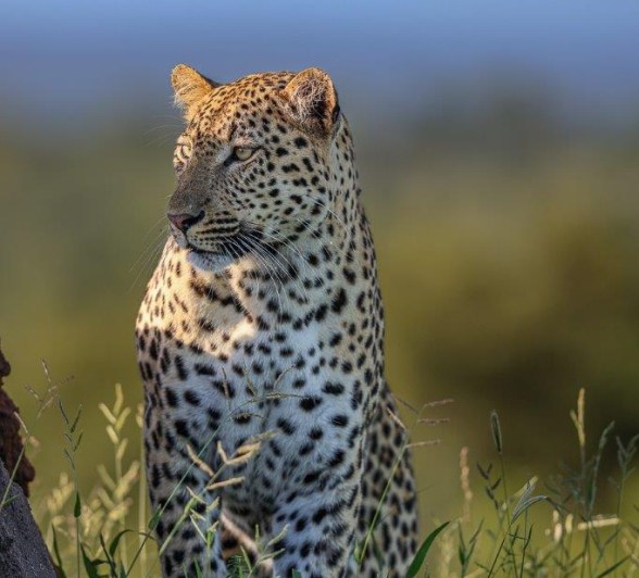 Sabi Sabi Ruan Mey Male Leopard Outcrop Sabi Sabi Ruan Mey Male Leopard Outcrop