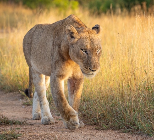 Sabi Sabi Jp Van Rooyen Msuthlu Member