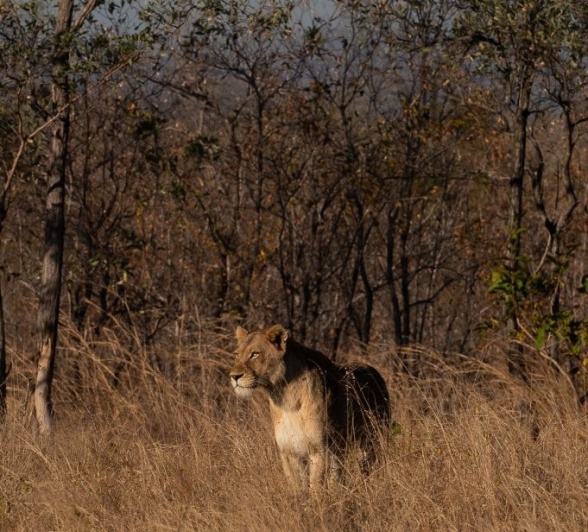 Sabi Sabi Viviane Ladner Styx Male Lion Sabi Sabi Viviane Ladner Styx Male Lion