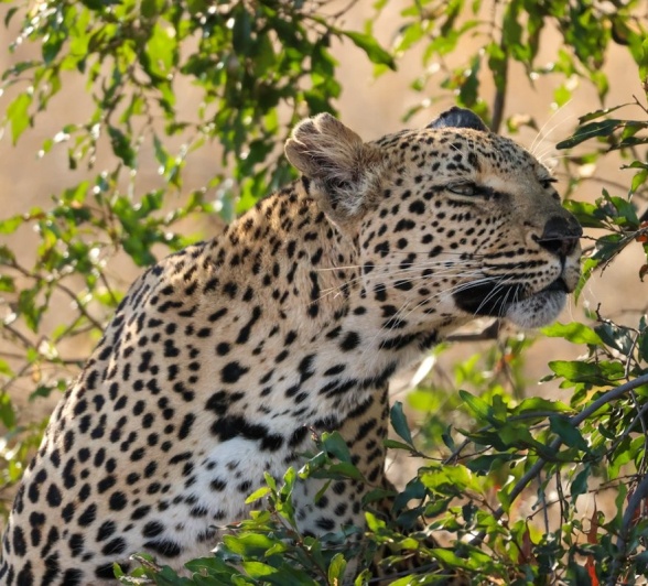 Sabi Sabi Jan Nel Ntsumi In Tree