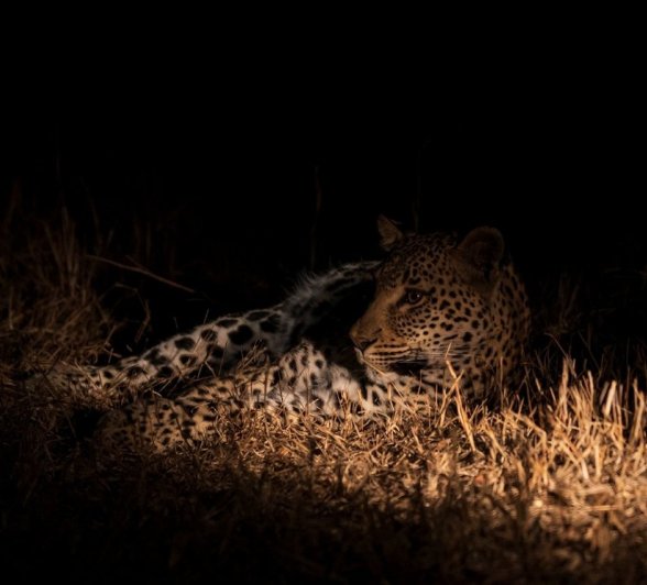 Sabi Sabi Devon Jansen Jacana Leopard Night Drive Sabi Sabi Devon Jansen Jacana Leopard Night Drive
