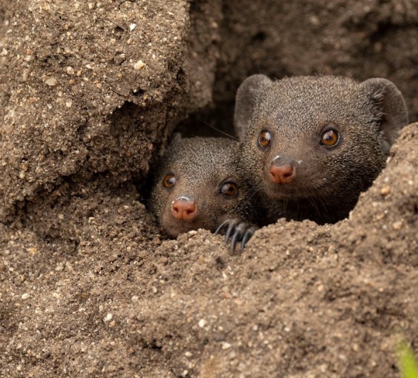 Sabi Sabi Benjamin Loon Dwarf Mongooses Sabi Sabi Benjamin Loon Dwarf Mongooses